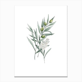 Olive Branch In Watercolor Canvas Print