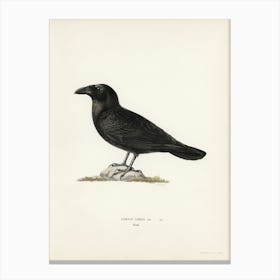 Common Raven (Corvus Corax), The Von Wright Brothers Canvas Print