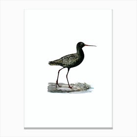 Vintage Spotted Redshank Bird Illustration on Pure White n.0139 Canvas Print