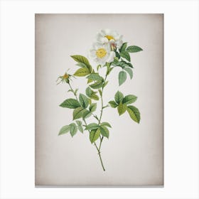 Vintage White Anjou Roses Botanical on Parchment n.0563 Canvas Print