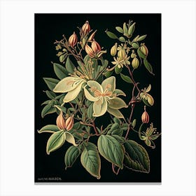 Honeysuckle 1 Floral Botanical Vintage Poster Flower Canvas Print