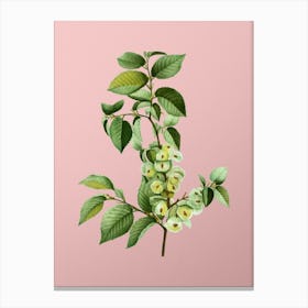 Vintage Field Elm Botanical on Soft Pink n.0379 Canvas Print