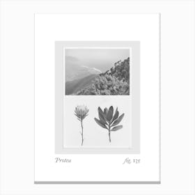 Protea Botanical Collage 1 Canvas Print