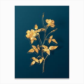 Vintage Indica Stelligera Rose Botanical in Gold on Teal Blue n.0183 Canvas Print
