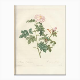 Rose Illustration, Pierre Joseph Redoute (90) Canvas Print