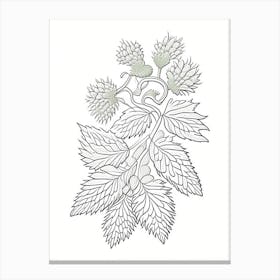 Hops Herb William Morris Inspired Line Drawing 2 Canvas Print