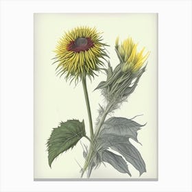 Elecampane Herb Pencil Colour Canvas Print