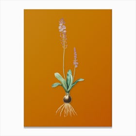 Vintage Scilla Obtusifolia Botanical on Sunset Orange n.0625 Canvas Print