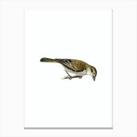 Vintage Red Backed Shrike Female Bird Illustration on Pure White n.0117 Canvas Print
