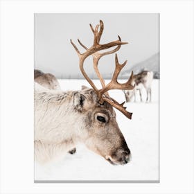 Reindeer In Norway Canvas Print