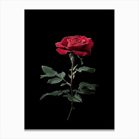 Single Red Rose On Black Background 40 Canvas Print