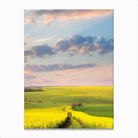Rapeseed Field At Sunset Canvas Print