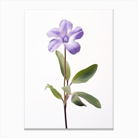 Pressed Flower Botanical Art Periwinkle 2 Canvas Print