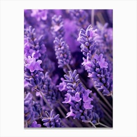 Lavender Flowers 8 Canvas Print