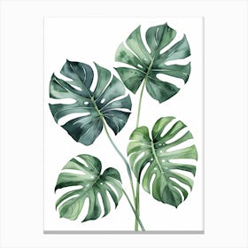 Monstera Leaves Watercolor Painting (19) Canvas Print