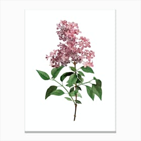 Vintage Chinese Lilac Botanical Illustration on Pure White n.0139 Canvas Print