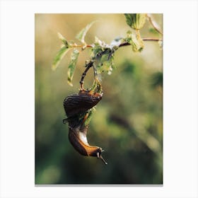 Slug On A Branch Canvas Print