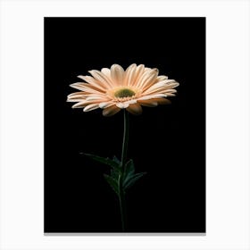 Gerbera Daisy 16 Canvas Print