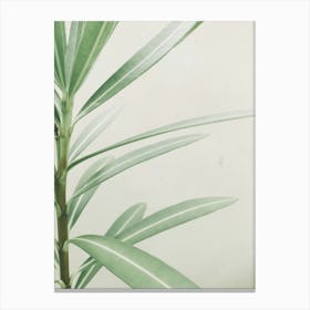 Eucalyptus Plant 2 Canvas Print