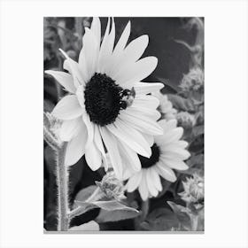 Sunflowers Canvas Print