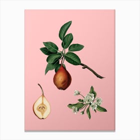 Vintage Pear Botanical on Soft Pink n.0648 Canvas Print