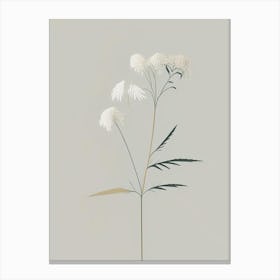 Meadowsweet Herb Simplicity Canvas Print