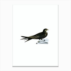 Vintage Common Swift Bird Illustration on Pure White n.0209 Canvas Print
