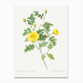 Sweetbriar Rose, Pierre Joseph Redoute (2) Canvas Print
