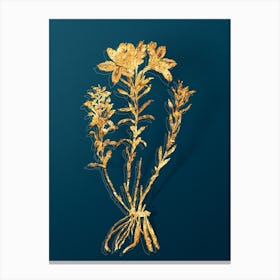 Vintage Lily of the Incas Botanical in Gold on Teal Blue n.0299 Canvas Print