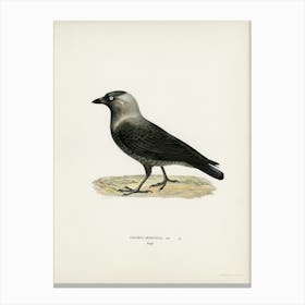 Western Jackdaw (Coloeus Monedula), The Von Wright Brothers Canvas Print