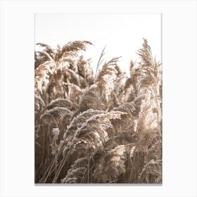 In The Reeds II Canvas Print