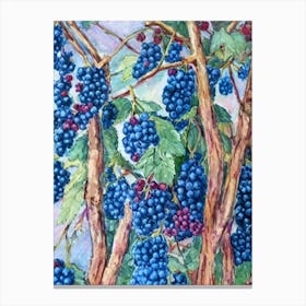 Boysenberry Classic 2 Fruit Canvas Print