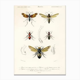 Different Types Of Insects, Charles Dessalines D'Orbigny 2 Canvas Print