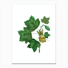 Vintage Tulip Tree Botanical Illustration on Pure White n.0102 Canvas Print