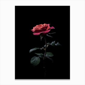 Rose On A Black Background 14 Canvas Print