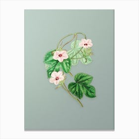 Vintage Aiton's Ipomoea Flower Botanical Art on Mint Green n.0724 Canvas Print