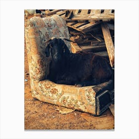 Goat On A Couch Canvas Print