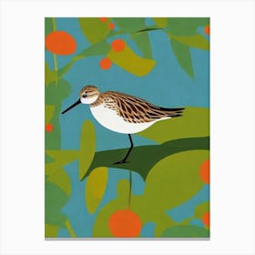 Dunlin Midcentury Illustration Bird Canvas Print