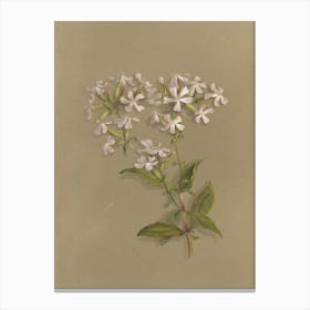 Phlox 1 Canvas Print