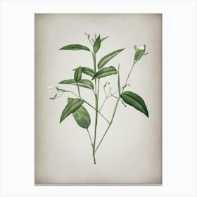 Vintage Maranta Arundinacea Botanical on Parchment n.0212 Canvas Print