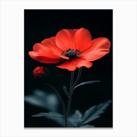 Red Poppy 2 Canvas Print