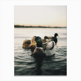 Ducks In Lake Canvas Print
