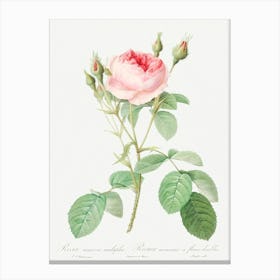 Double Moss Rose, Pierre Joseph Redoute Canvas Print