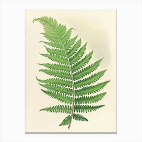 Vintage Illustration Netted Chain Fern 1 Canvas Print