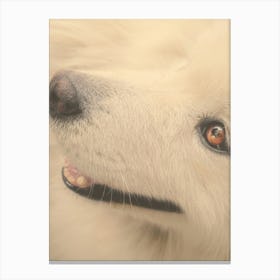 Samoyed Dog Canvas Print