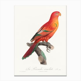 The Crimson Shining Parrot, From Natural History Of Parrots, Francois Levaillant Canvas Print