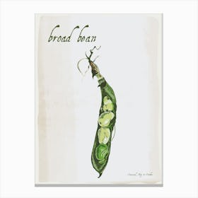 Broad Bean Vintage illustration Print Canvas Print