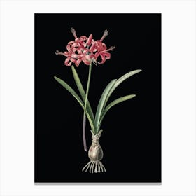 Vintage Guernsey Lily Botanical Illustration on Solid Black n.0905 Canvas Print