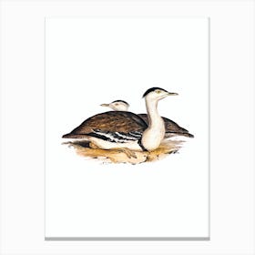 Vintage Australian Bustard Bird Illustration on Pure White Canvas Print