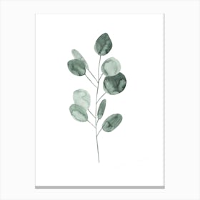 Botanical Illustration Eukalyptus2 Canvas Print